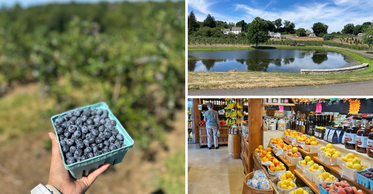 This Connecticut Orchard Lets Visitors Pick Their Own Fruit Or Shop A Market Filled With Fresh Harvests