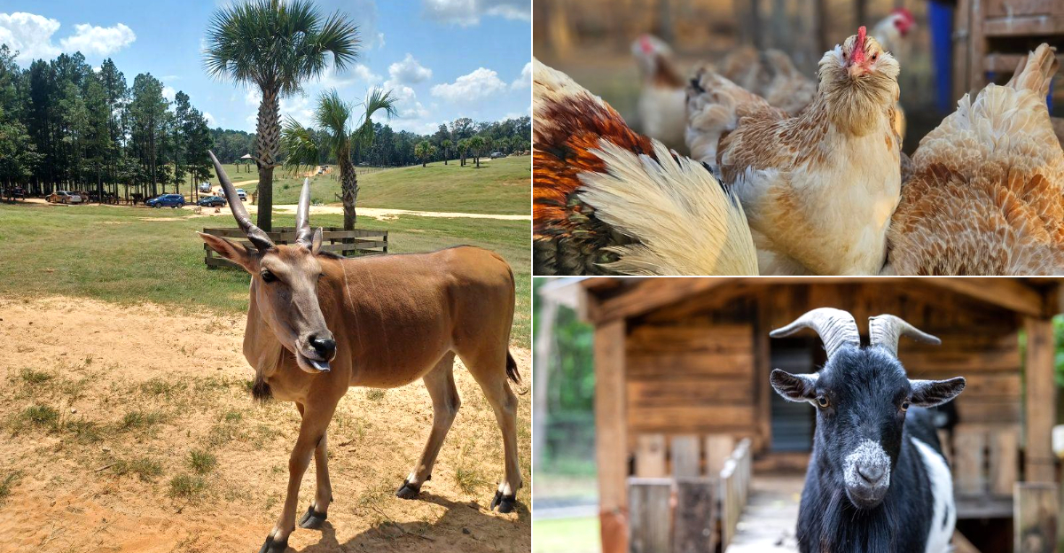 10 South Carolina Animal Farms Where Feeding Animals Is The Highlight Of The Trip