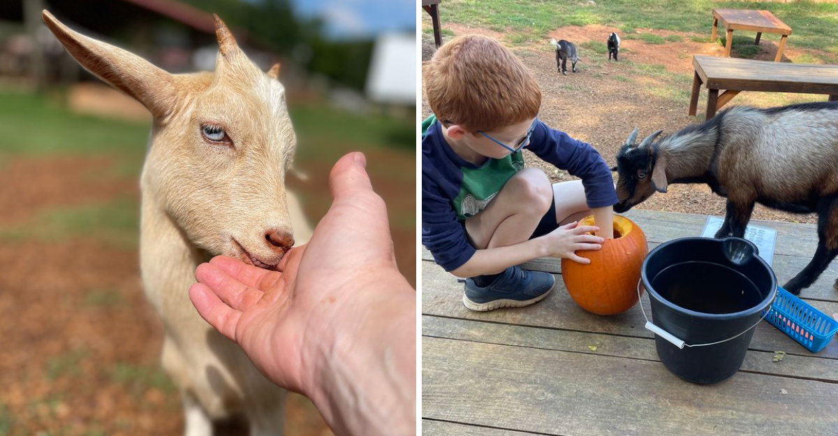 Spend the Day With Baby Goats at This North Carolina Farm Where They’ll Happily Nap in Your Lap
