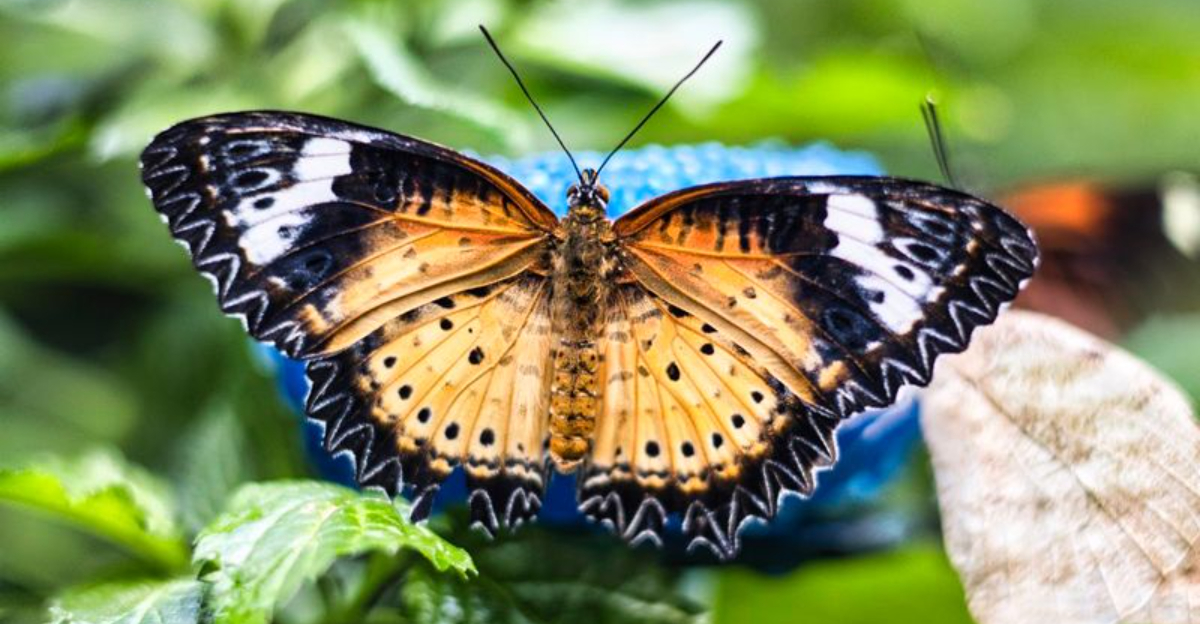Butterflies From Around The World Fill The Air At This Massachusetts Tropical Garden