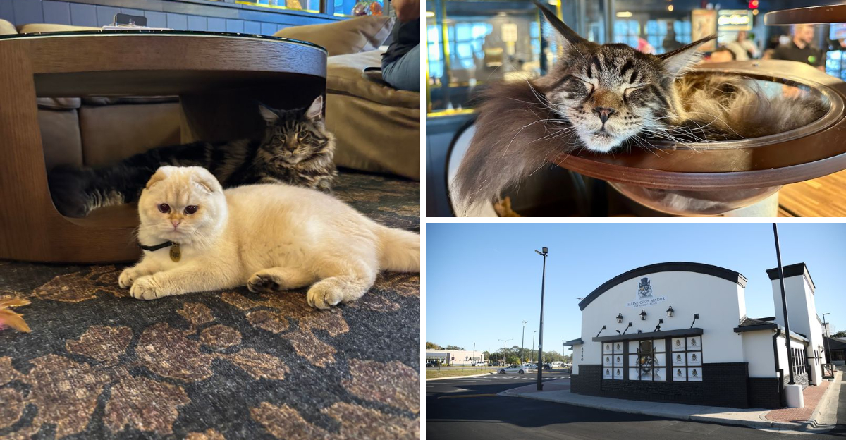 Central Florida’s Biggest Cat Cafe Near Disney World Offers Maine Coons, Rescue Cats, And Adoption Opportunities