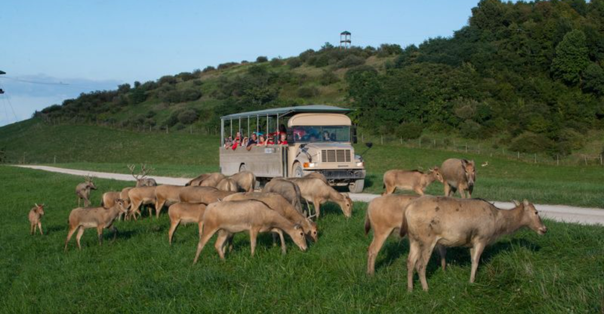 The Ohio Safari That Doesn’t Feel Like a Zoo: Open Buses, Roaming Herds and Up-Close Wildlife Encounters