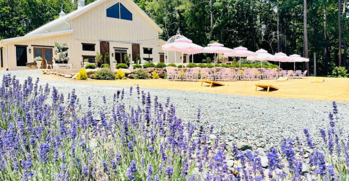 This 60-Acre North Carolina Lavender Farm Turns A Whole Hillside Purple Every Summer