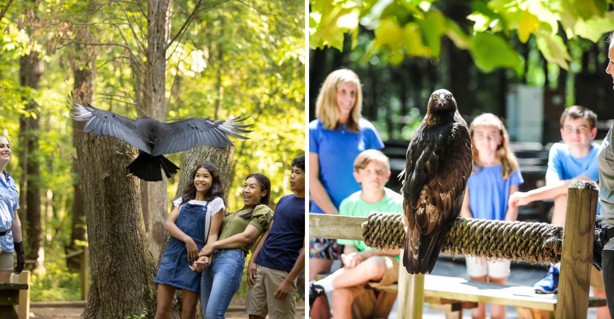 A Peaceful North Carolina Forest Trail Covers 57 Acres And Leads Past Rescued Eagles, Owls, And Falcons