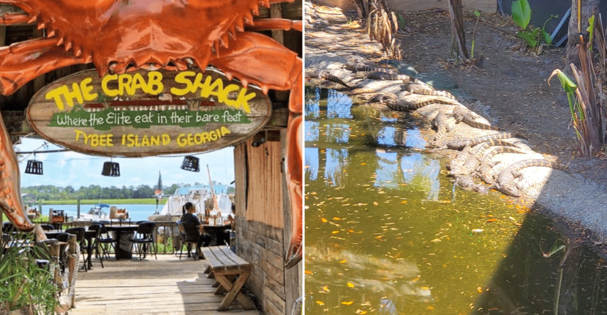 The Wild Waterfront Seafood Shack in Georgia Where You Can Feed 78 Baby Alligators Before Your Dinner Arrives