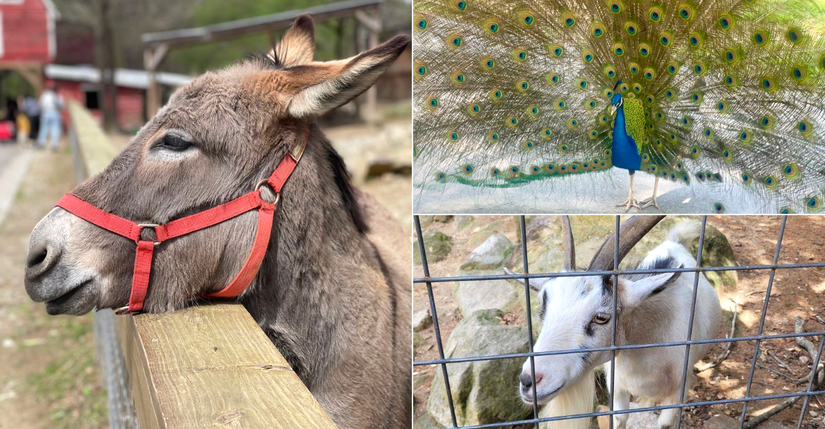 This Georgia Wildlife Sanctuary Turns A One-Mile Walk Into A Close-Up Animal Adventure