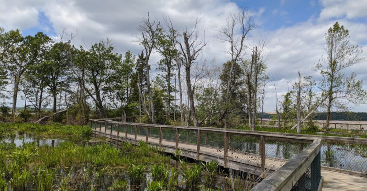 Bald Eagles, Marsh Boardwalks, And Waterfront Trails Make This Virginia Park Worth The Drive