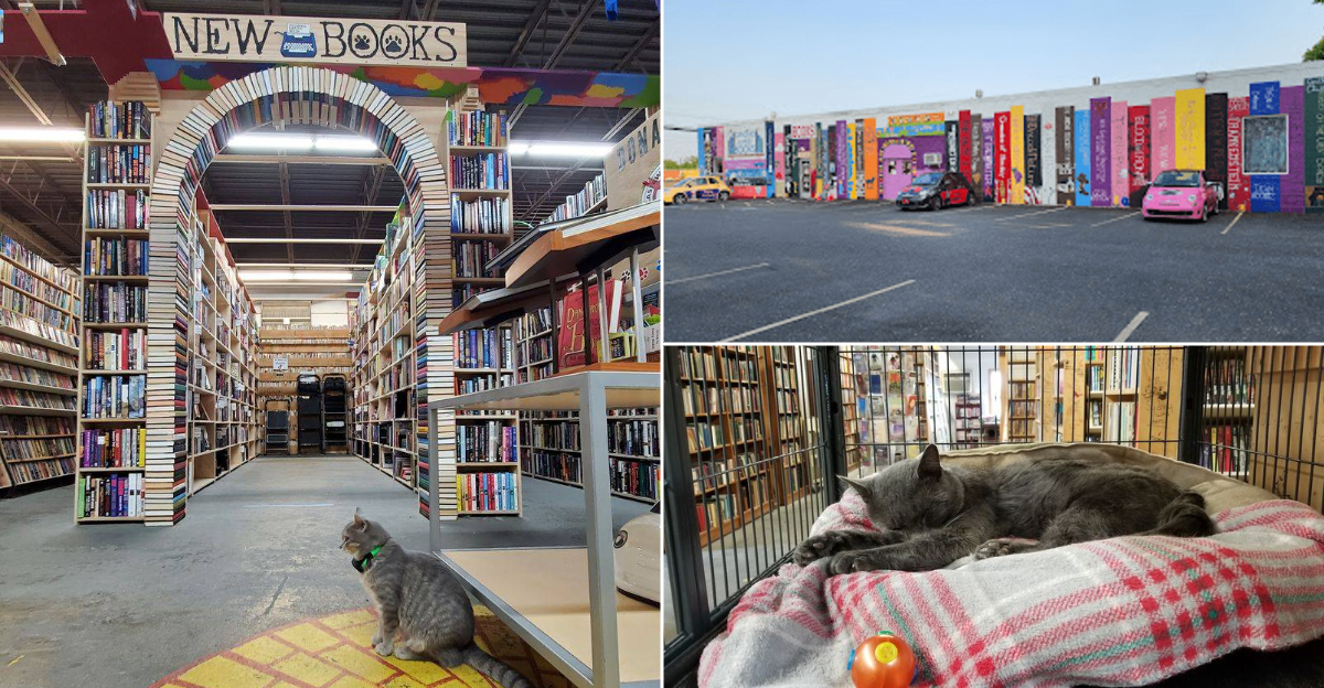 You Can Adopt A Kitten And Grab A Book On The Same Visit To This Pennsylvania Store