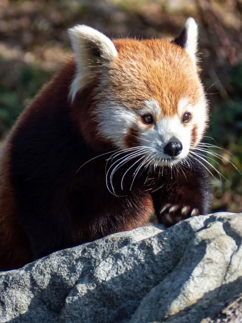 Virginia Zoo in Norfolk, Norfolk city