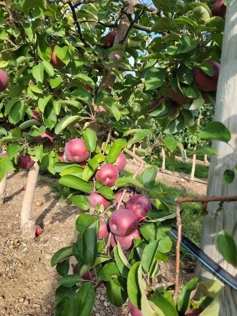 Lakeland Orchard & Cidery - Scott