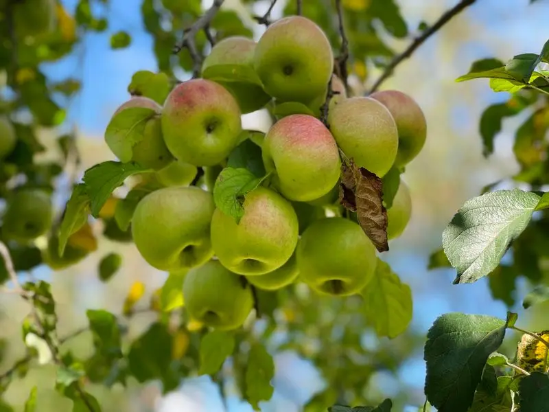 Stribling Orchard - Markham