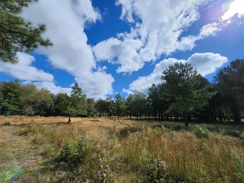 Redden State Forest, Georgetown, Sussex County