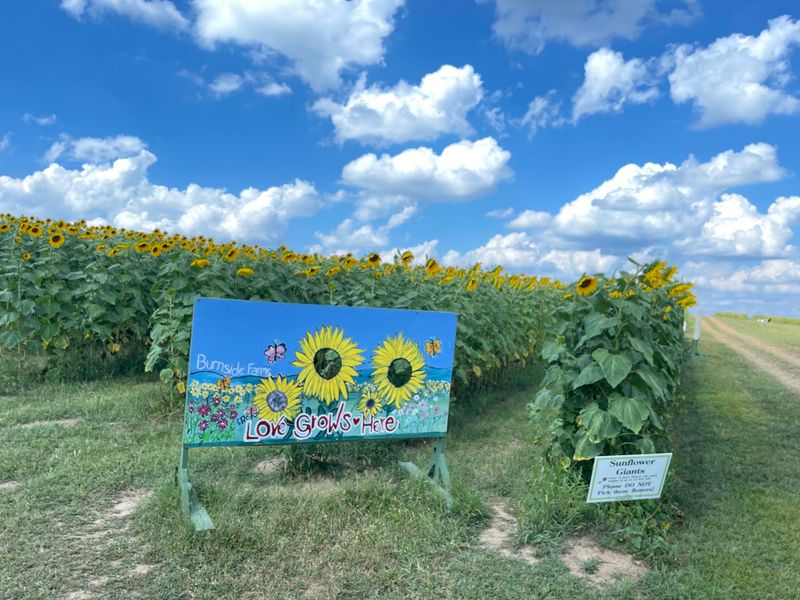 Burnside Farms - Nokesville