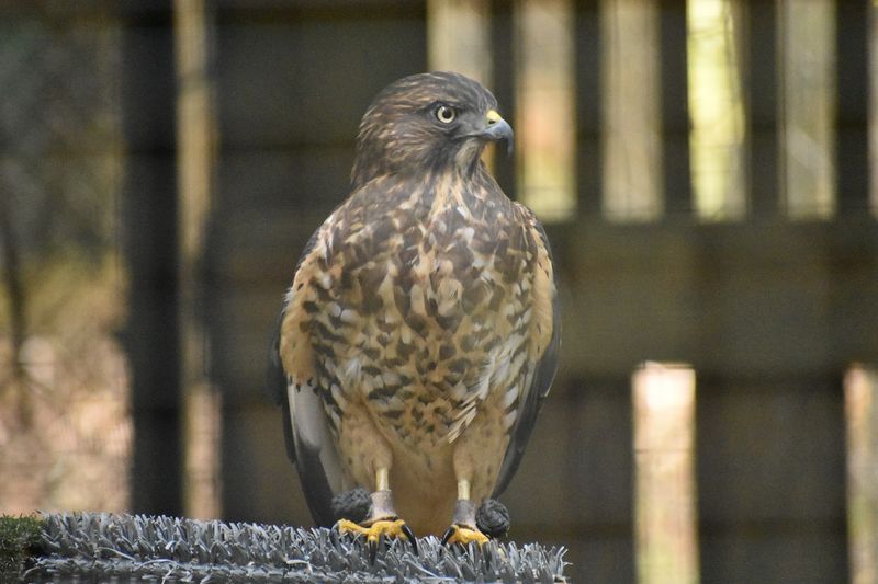 A Hospital For Wild Neighbors - Wildlife Center of Virginia in Waynesboro, independent city