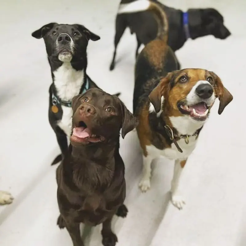 Lucky Dog Bark & Brew in Charlotte, Mecklenburg County,