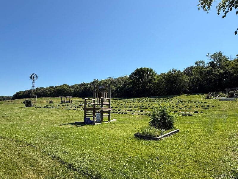 Loess Hills Lavender Farm - Missouri Valley