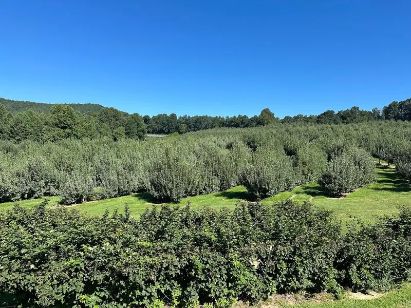 Jeter Mountain Farm - Hendersonville