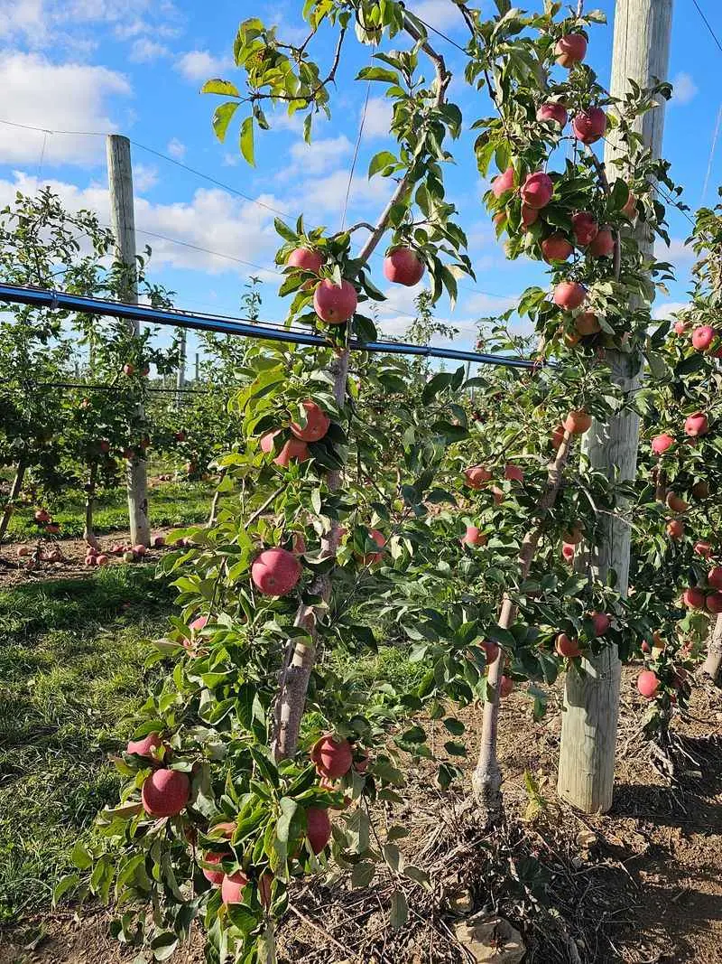 Hillcrest Orchards - Amherst