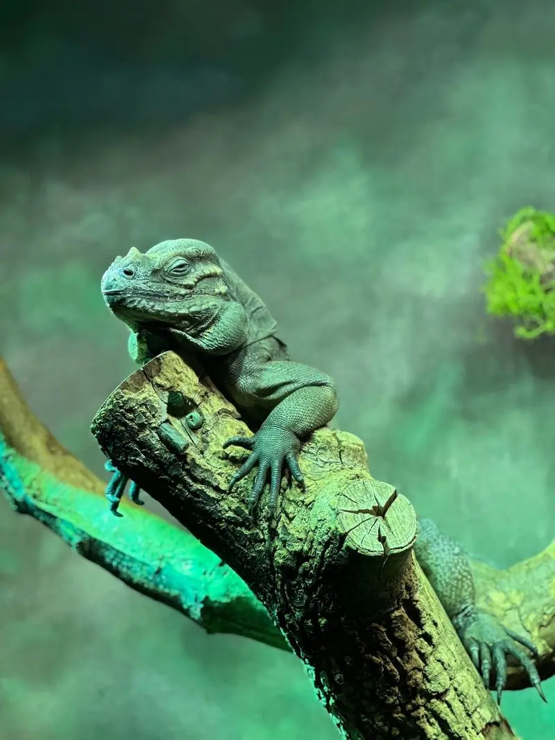 A Free Zoo Stroll Near the Lakes - Henry Vilas Zoo in Madison, Dane County
