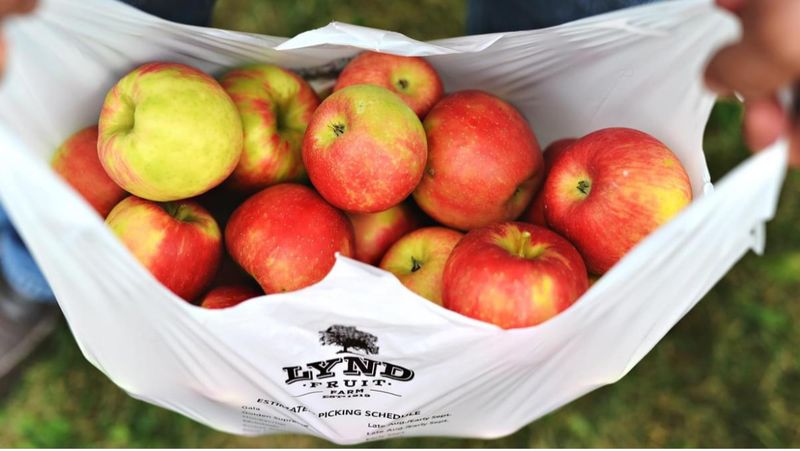 Lynd Fruit Farm - Pataskala