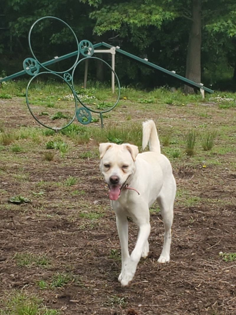 Elsmere Dog Park, Elsmere, New Castle County