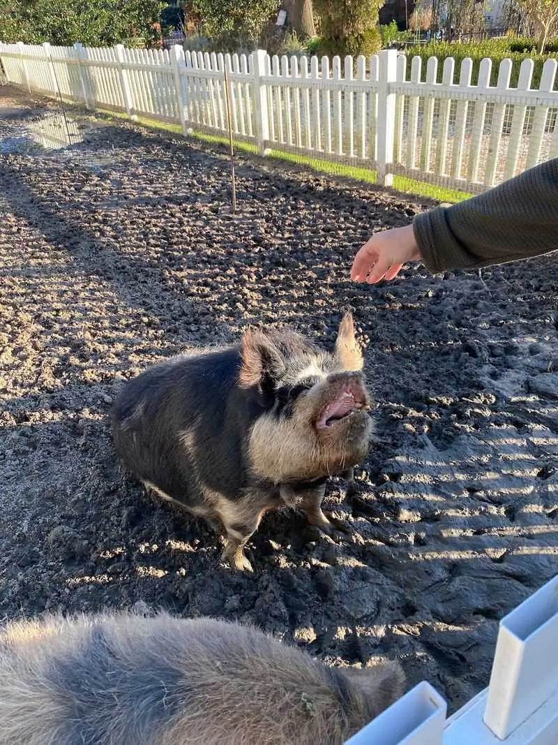 Hunt Club Farm - Virginia Beach