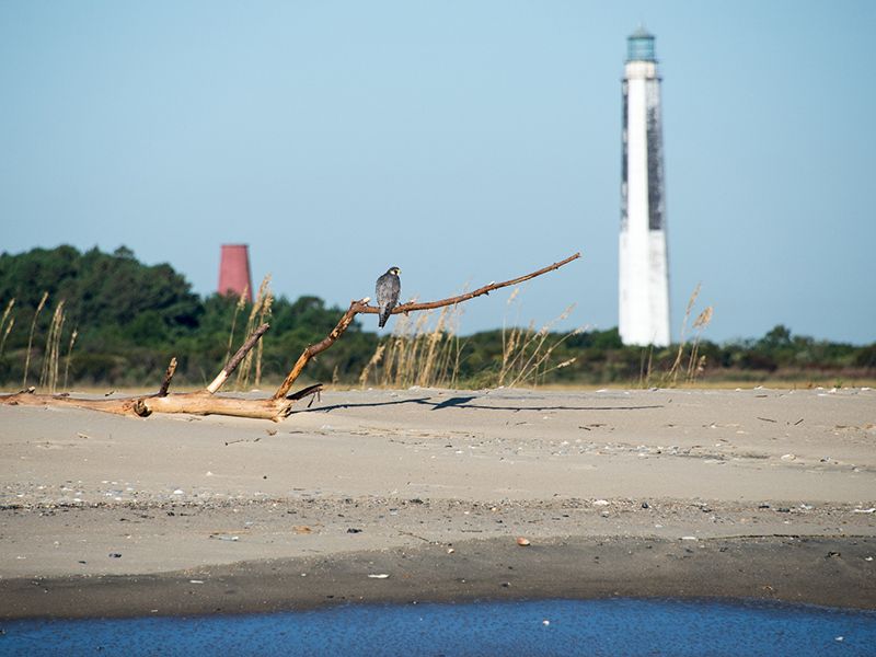 Salt Marsh Magic: Cape Romain National Wildlife Refuge in Awendaw, Charleston County
