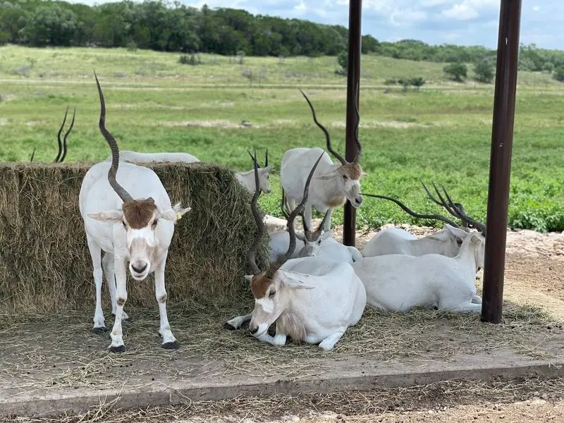 Natural Bridge Wildlife Ranch in San Antonio, Comal County