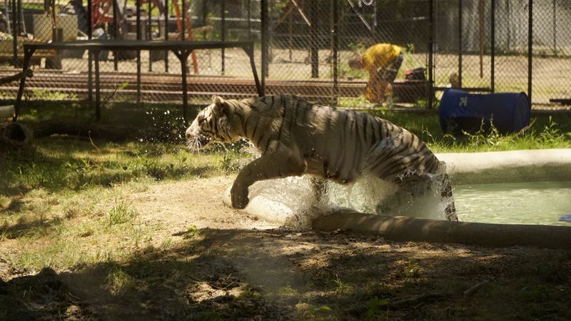 In-Sync Exotics Wildlife Rescue & Educational Center - Wylie
