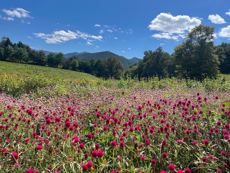 The Never Ending Flower Farm - Barnardsville