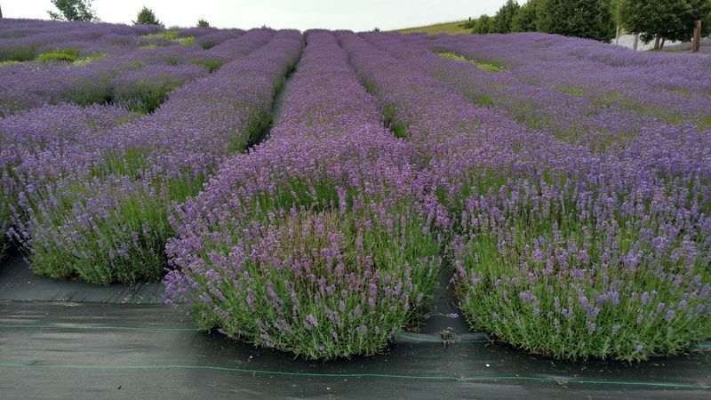 Lavender Hill Farm - Boyne City