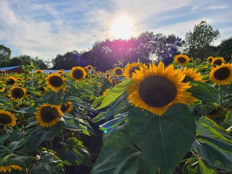 Gull Meadow Farms - Richland