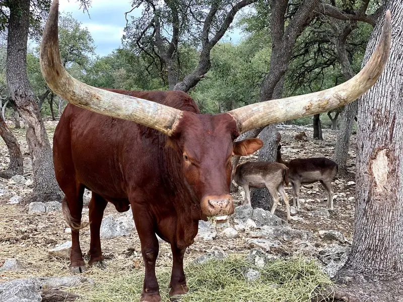 Natural Bridge Wildlife Ranch, San Antonio, Comal County