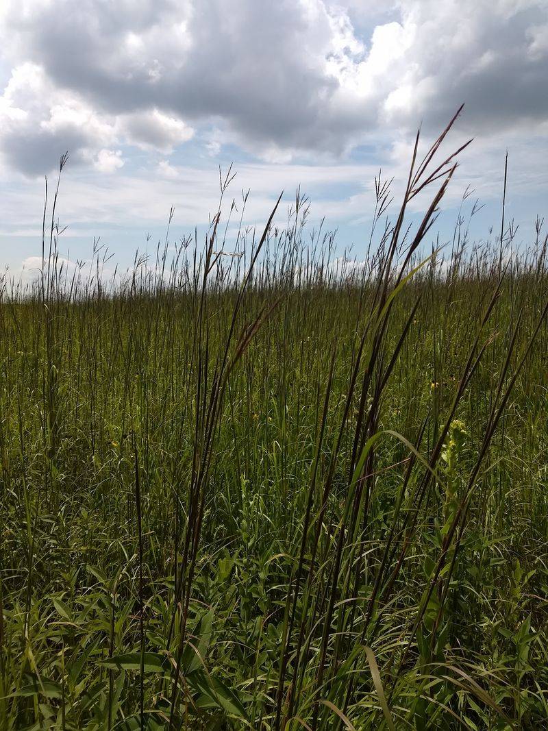First Steps Into a Prairie That Feels Alive