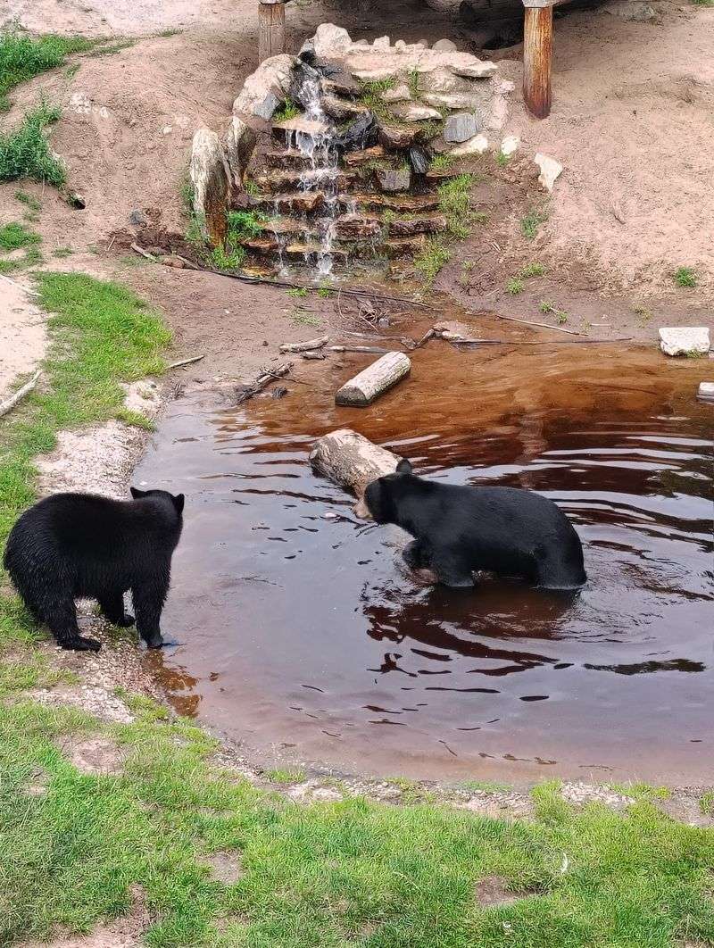 Dozens Of Black Bears With Different Stories