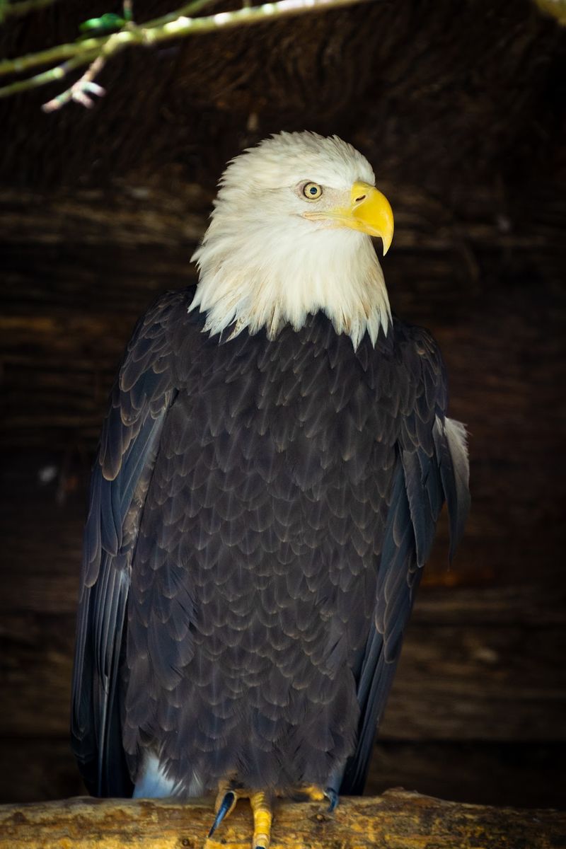 Zoo Trails and Treetop Thrills - NEW Zoo & Adventure Park in Suamico, Brown County
