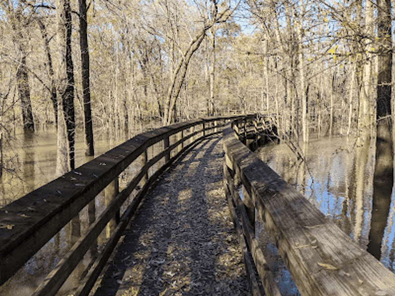 Boardwalk Strolls Beside Cypress Shadows