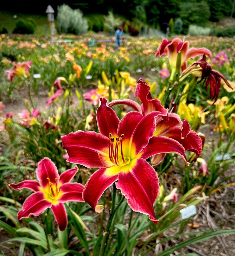 Daylilies That Refuse To Be Boring