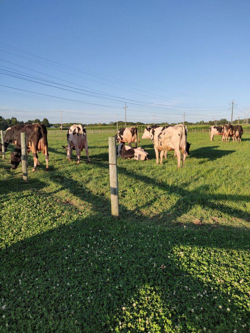 Animals Add a Farmyard Pause