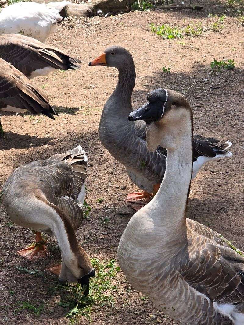 A Park, a Zoo, and a Bit of Nostalgia - Irvine Park & Zoo in Chippewa Falls, Chippewa County