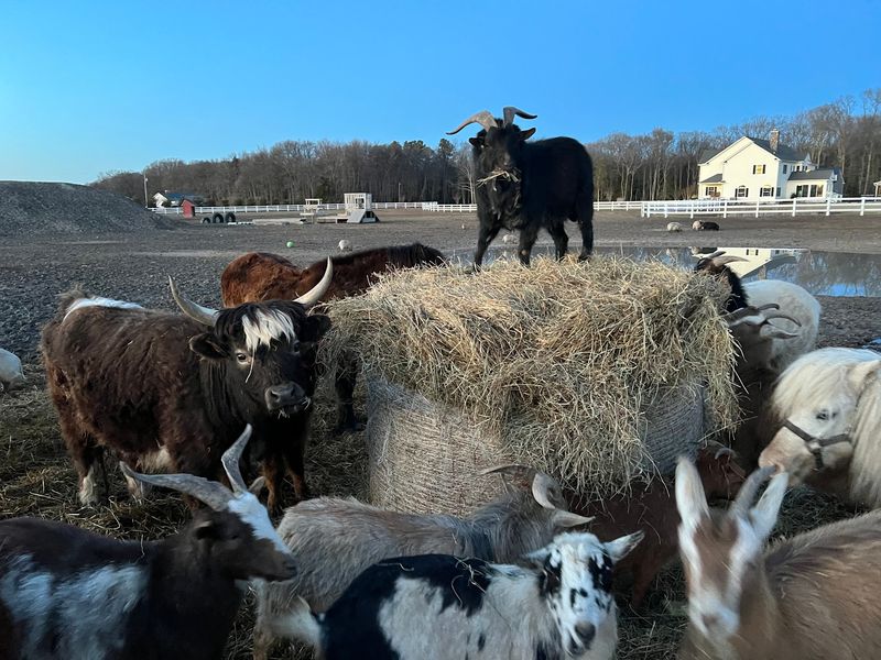 Meet The Little Farm DE