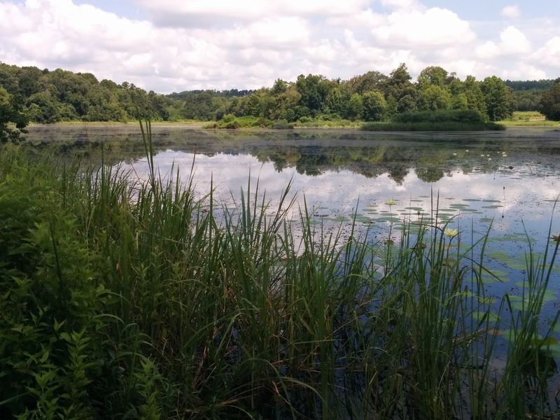 Cherokee Lake Adds a Quiet Bonus to the Trip