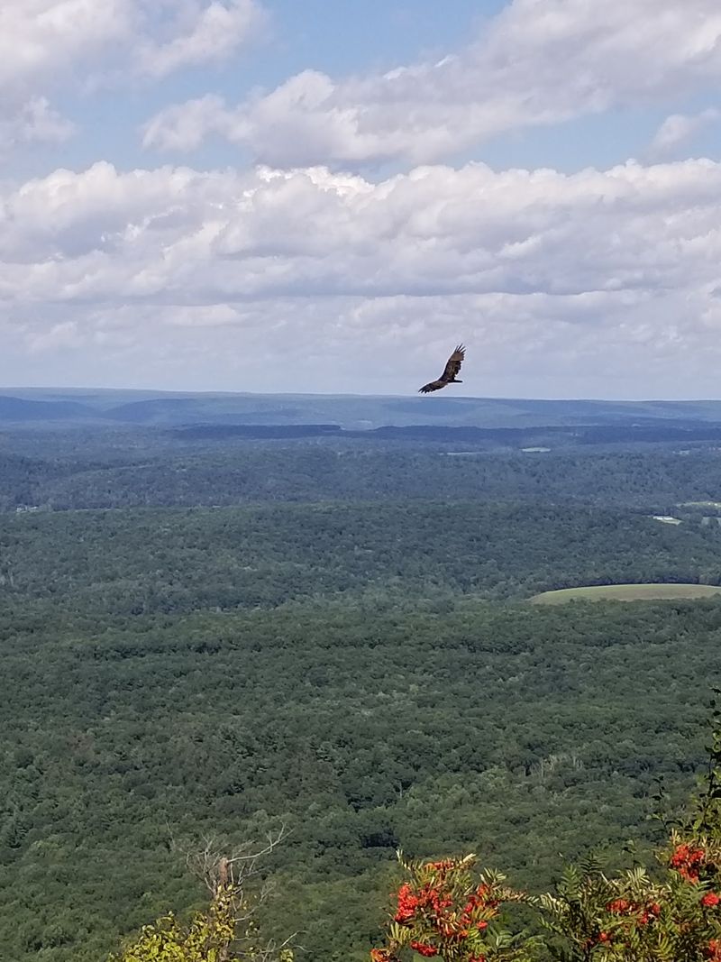 North Lookout's Wide-Open View