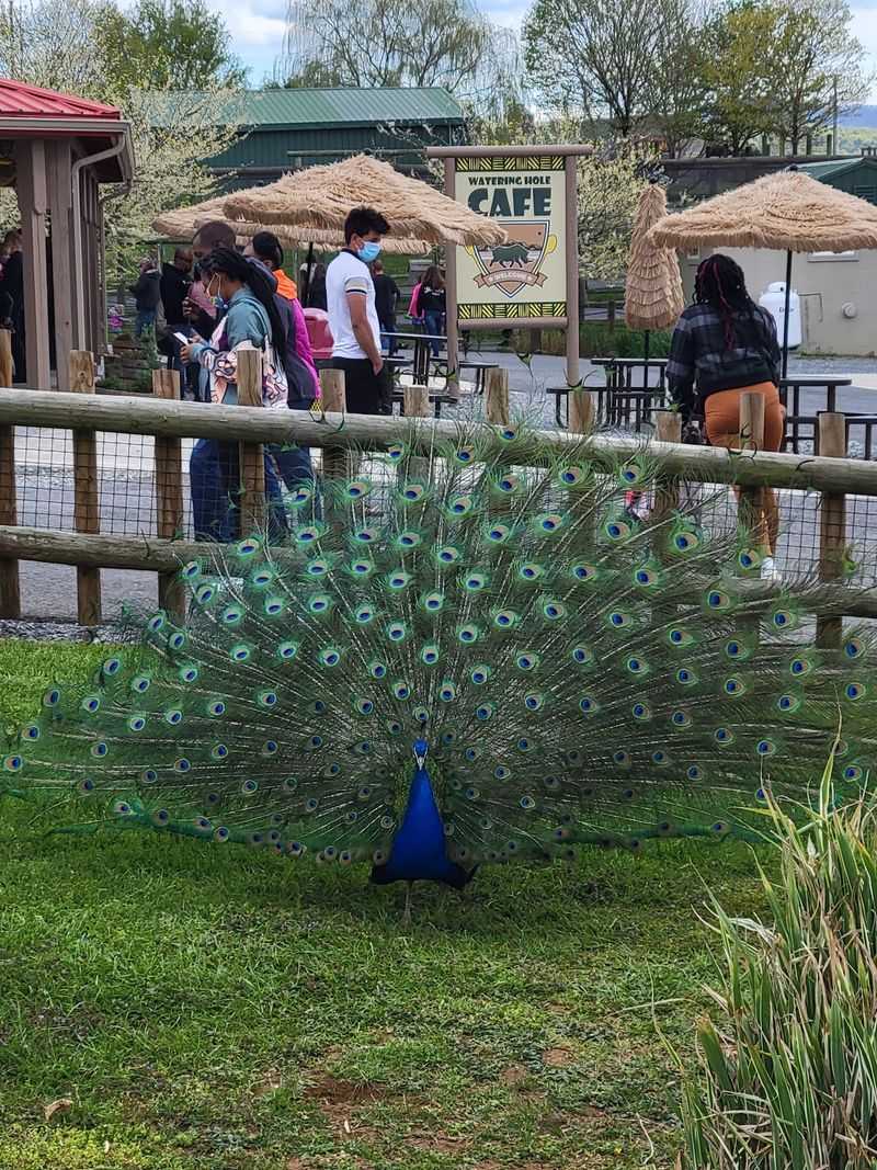 Tiny Birds, Big Reactions