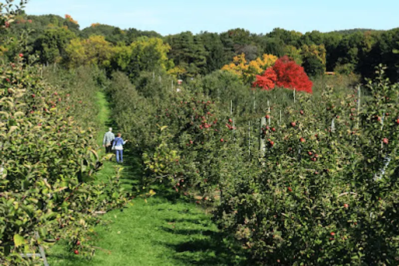 Nearly a Century of Harvest Traditions