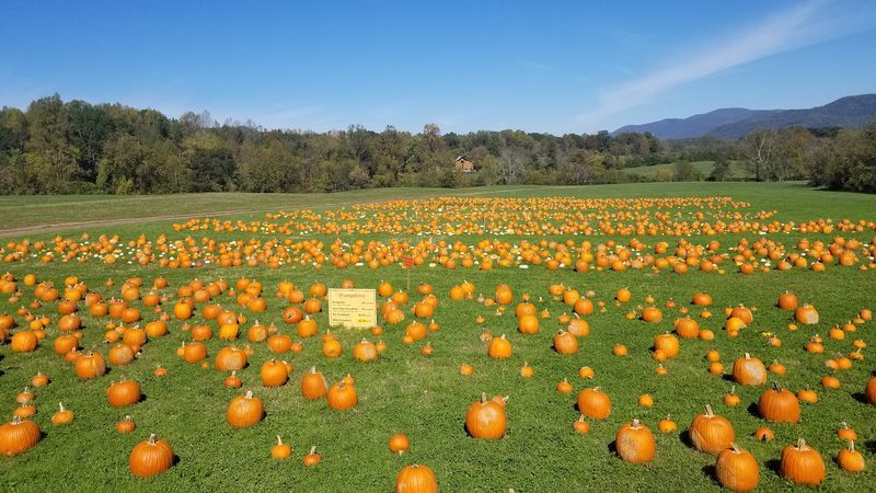 Pick Your Own Pumpkin From the Patch