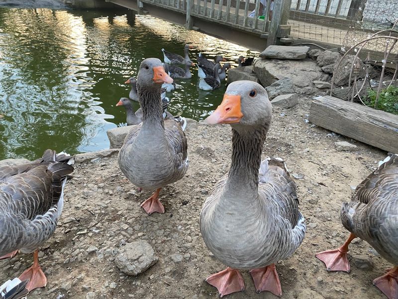 Animals That Turn A Farm Visit Into A Mini Adventure