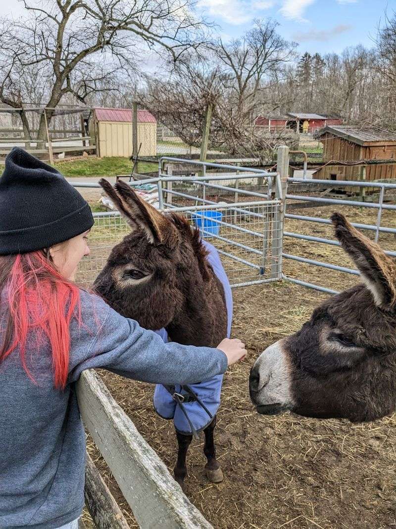 Donkeys Deserve a Slow Hello