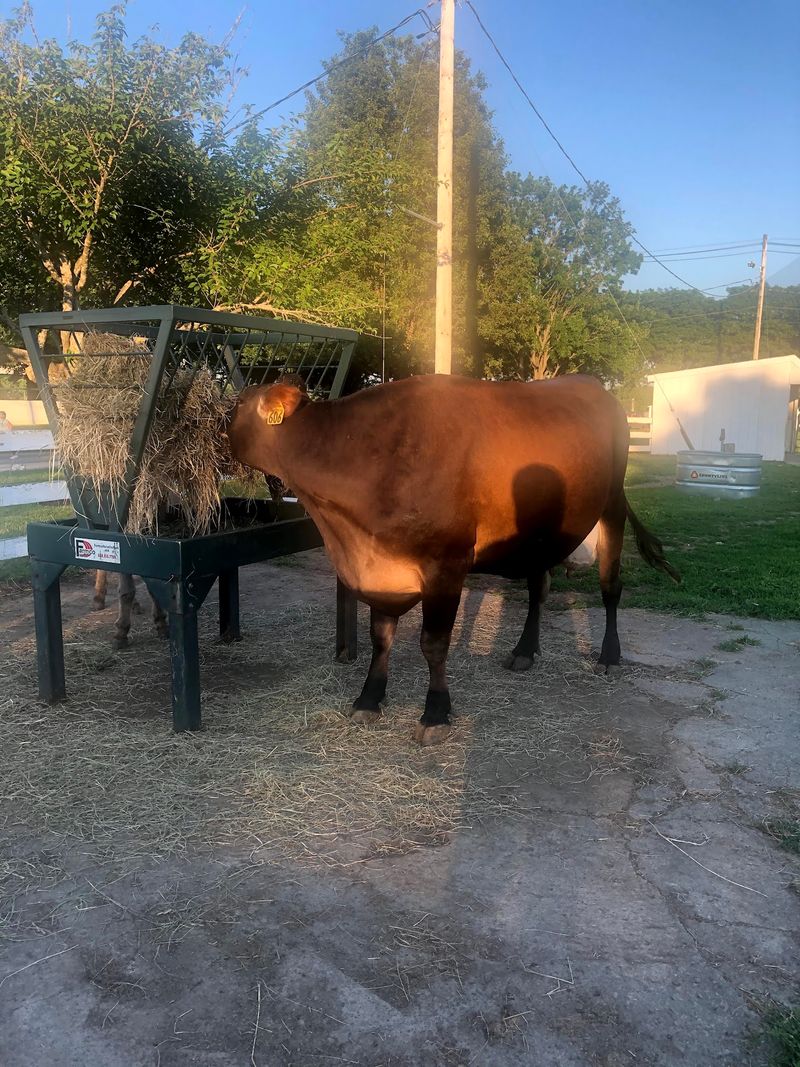 Cows Make the Cone More Memorable