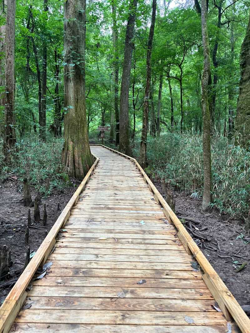 This Is a Bottomland Forest, Not a Typical Swamp